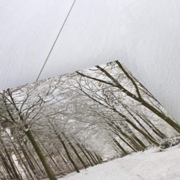 Snow covered footpath in the forest by Assaf Frank